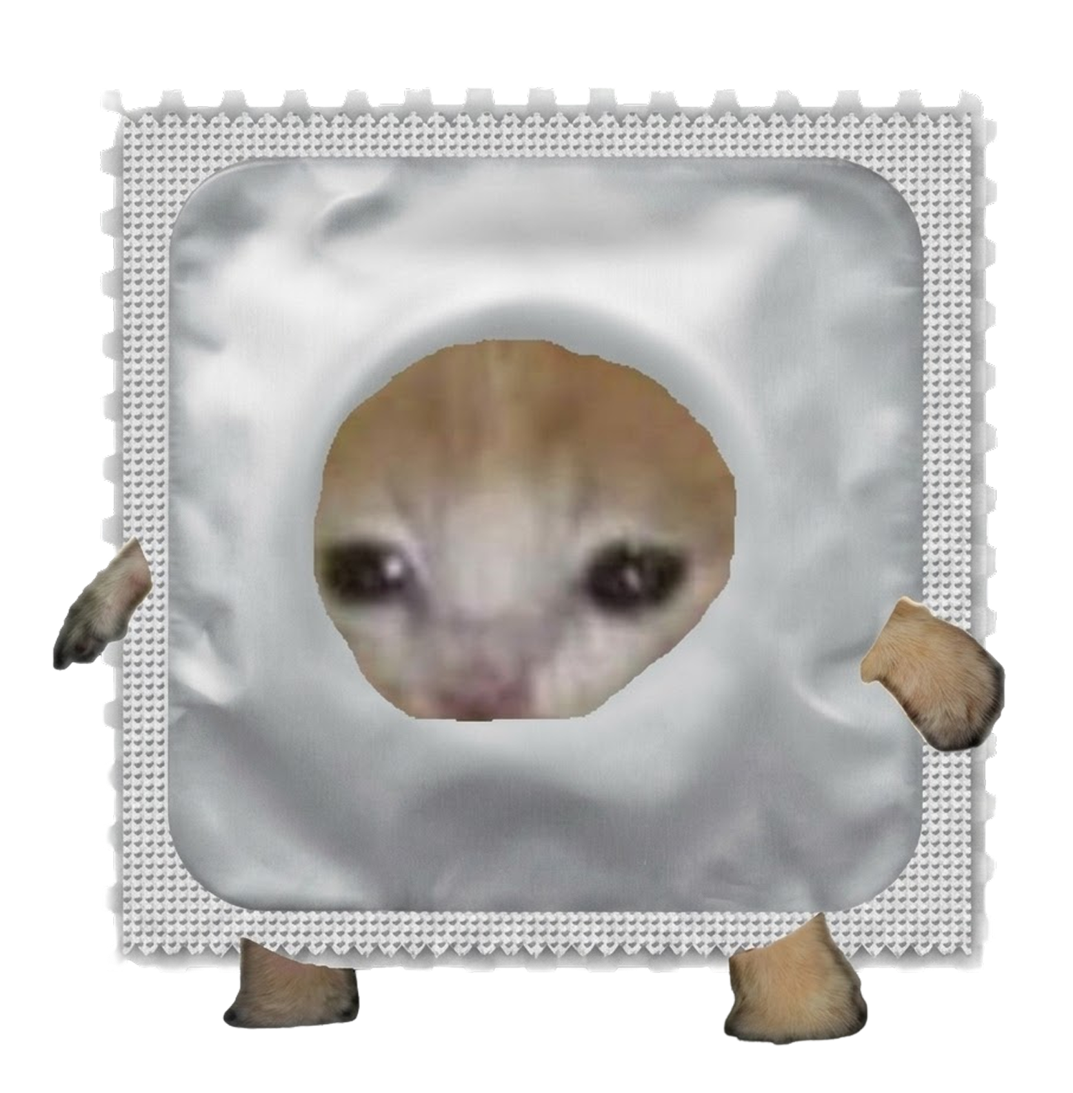 Gato Condomito, a crying kitten inside a condom wrapper with little paws